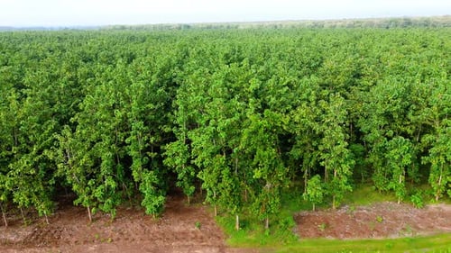Drone view from top of green forest