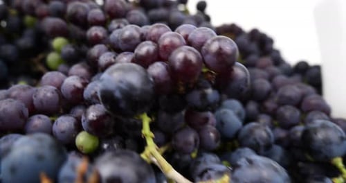 Dark Blue Berries Grapes for Wine Close Up