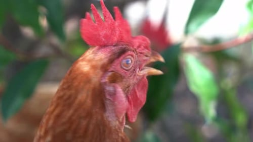 Close up portrait head shot of a free-range chicken rooster, gallus gallus domesticus in outdoor env
