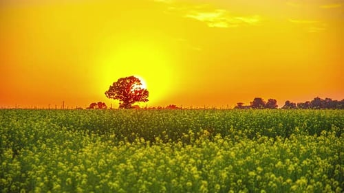 Sol brilhante se pondo sobre um campo florescente de sementes de colza ou óleo de canola - lapse de tempo