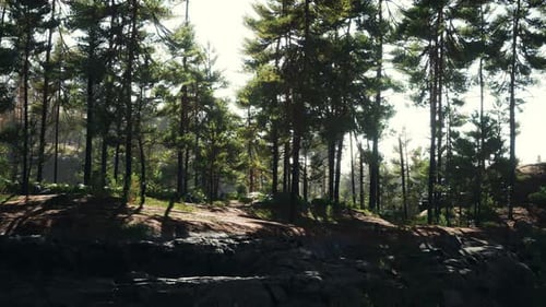 Pine Forest on the Mountainside