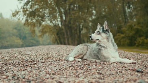 wolf edge of river in autumn