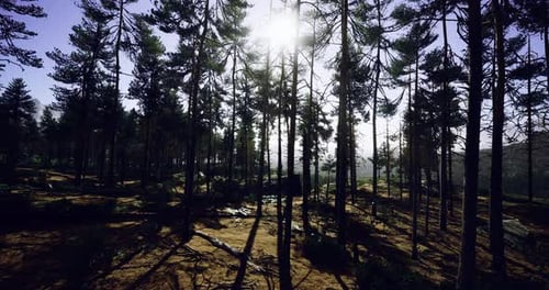 Sunlight Streaming Through a Serene Pine Forest During the Golden Hour