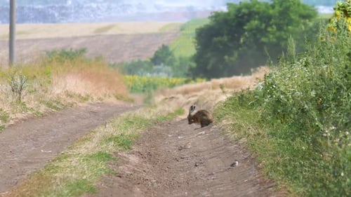 Wild hare sitting on the road near sunflowers field with city dump on the horizon. The hare sits