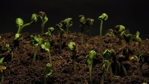 Seedlings Germinating in Soil, Time Lapse
