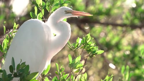 White Heron Perched among Green Leaves