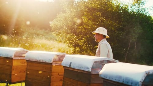 Side View of Experienced Beekeeper Working in Apiary Opening Beehives and Inspecting Honeycomb