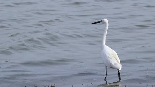 Mittelreiher Steht still am Teichufer und wartet darauf, dass kleine Fische wieder auftauchen Zeitlupe b roll