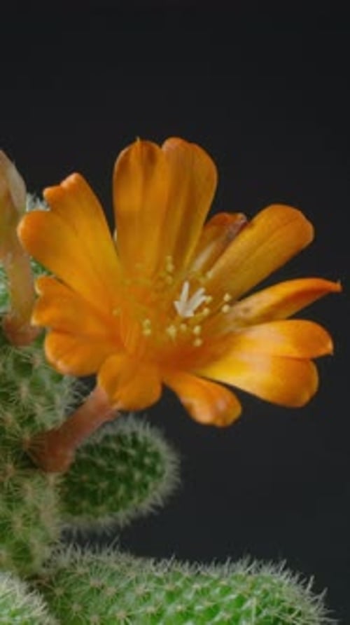 Orange Cactus Flower Blooming Time-Lapse