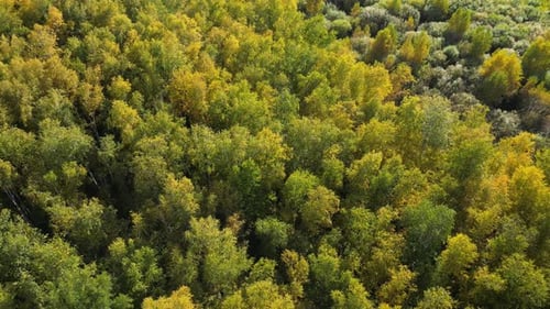 Aerial View Of Autumn Forest Landscape Flight Over Woods Natural Background in Motion