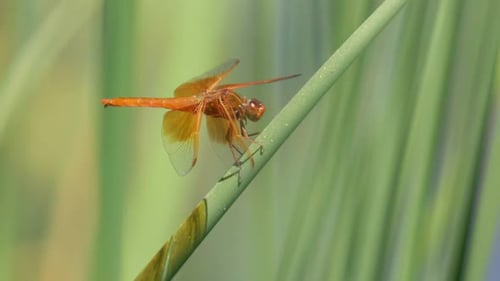 Flame Skimmer Dragonfly Close Up