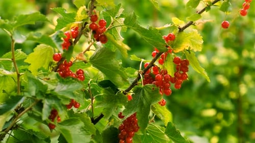 Currants Growing in the Garden Selective Focus