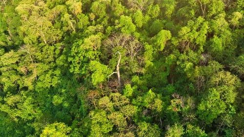 Majestic tropical forest on towering mountains by aerial view drone.