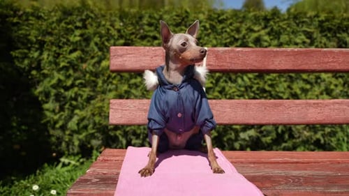 A Small Dog Dressed in Overalls Sitting on a Bench