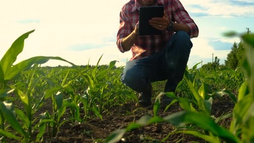 Male Farmer in a Corn Field Selective Focus