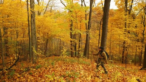 Man walking through forest during Autumn stops and looks around.