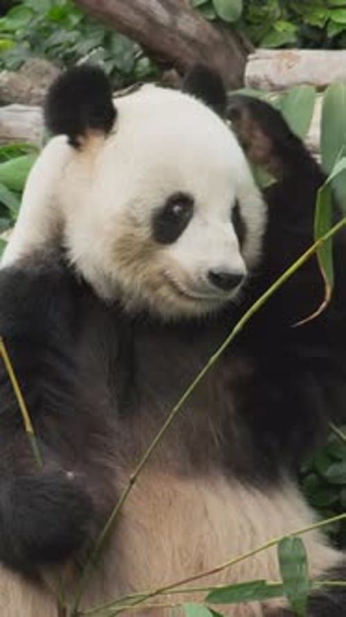 Giant Panda Eating Bamboo in Natural Habitat