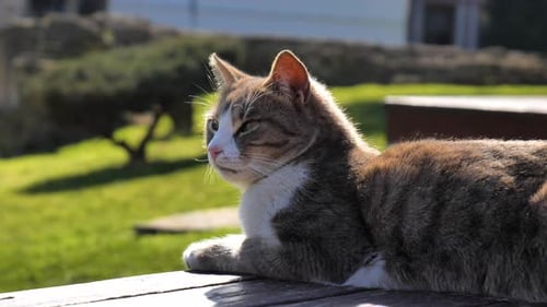 Street Cat Napping on Bench in Sunny Urban Setting