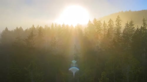 Aerial View of Foggy Evening Over Dark Pine Forest Trees at Bright Sunset