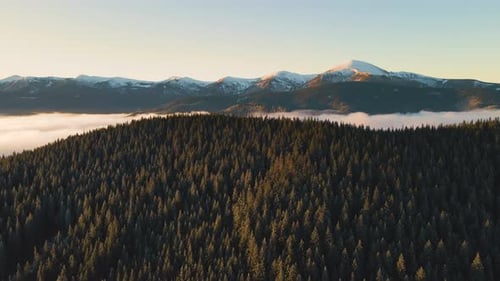 Aerial View of Vibrant Sunrise Over Carpathian Mountain Hills Covered with Evergreen Spruce Forest