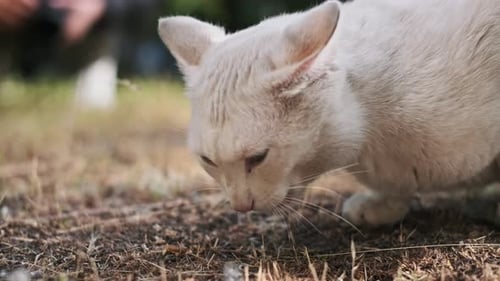 White Cat Eating on the Ground