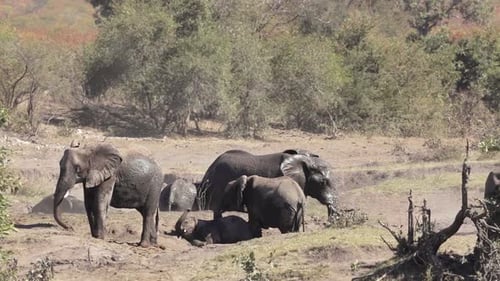 Afrikanischer Buschelefant im Krüger-Nationalpark, Südafrika