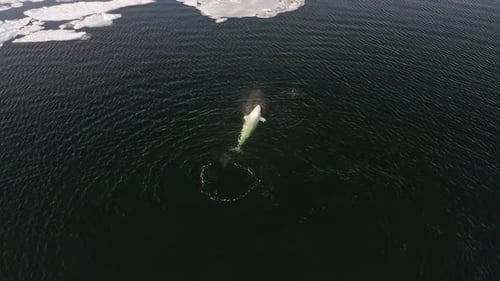 Aerial a White Whale Swims Surrounded By a Spotted Seal