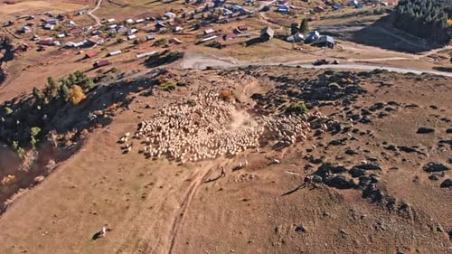 Large herd of wild sheep rams are walking along high mountain sunny slope