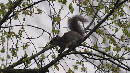 A squirrel perched on a tree branch eating the seedpods.