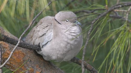 Eurasian Collared Dove