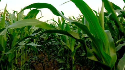 Young Corn on the Field Selective Focus