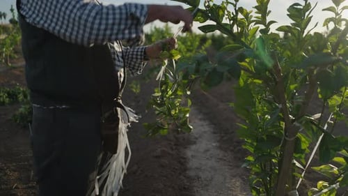 Agricultor irreconhecível corta galhos de uma laranjeira de perto