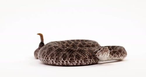 Massasauga rattlesnake - close up on face as tail rattles in background - isolated on white