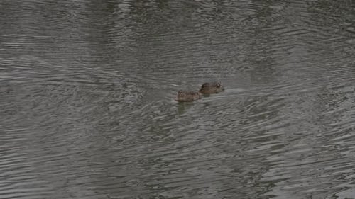 Ducks swimming in rippling water, nature wildlife stock