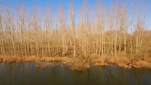 Árvores secas à beira do rio