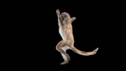 51 Monkey Dance HD