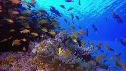 Underwater Clownfish Coral Reef