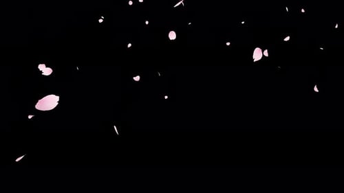 Cherry Blossom Petals Fall Alpha Channel 4K