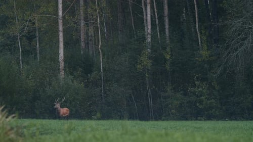 Deer Grazing Peacefully in Forest Clearing