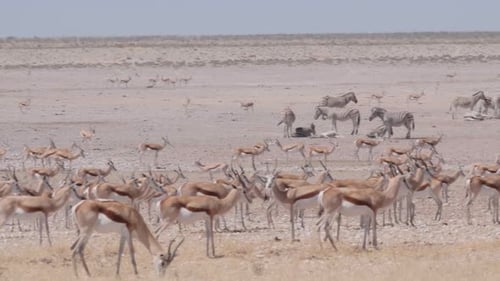 Wildlife gathering in Etosha National Park, including Springbok, Zebra, and Gemsbock