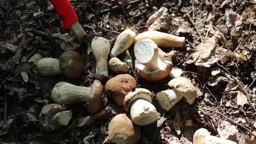 raw forest mushrooms on the lawn