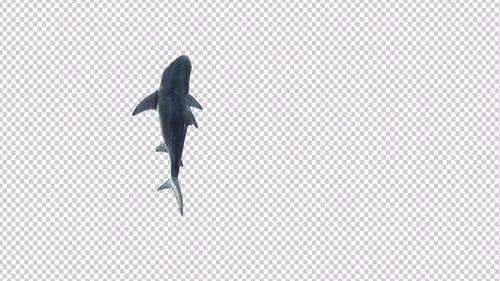 Realistic 3D Shark Swimming Against Transparent Background