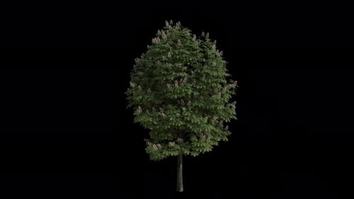 Rosskastanienbaum weht im Wind. Aesculus hippocastanum Baum. Alpha-Kanal. Loop-Animation