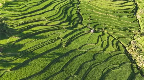 This is the traditional rice field of Bayan village. Located in the Senaru area