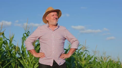 Delighted Mature Male Farmer Standing on Corn Field with Hands on Waist
