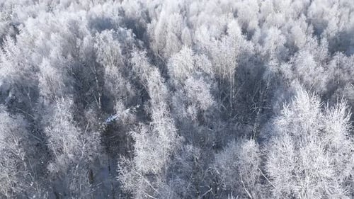 Forest in Snow