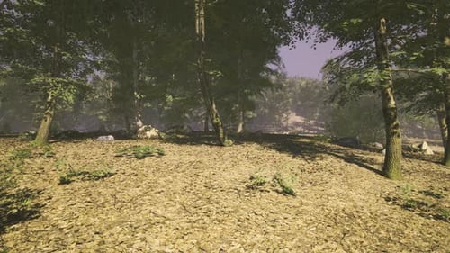 Lush Forest Setting with Sunlight Filtering Through Leaves in Tranquil Woods