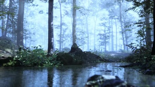 Tranquil Forest Landscape with Mist Hovering Over a Reflective Stream at Dawn