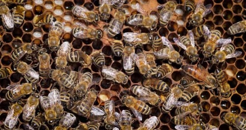 Honey Bees working on honeycomb close-up shot. Bees are best known to humans for their ecological