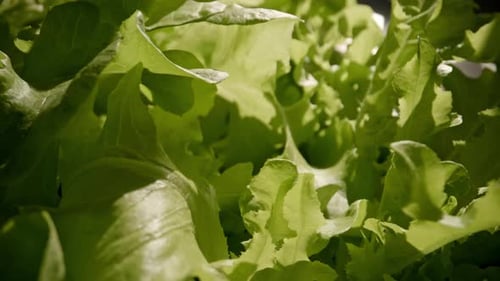 Closeup macro of green oak lettuce and Frillice Iceberg Lettuce leaf in organic hydroponic farm gard